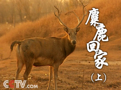今天必中四不像图,揭秘今天必中的四不像图之谜